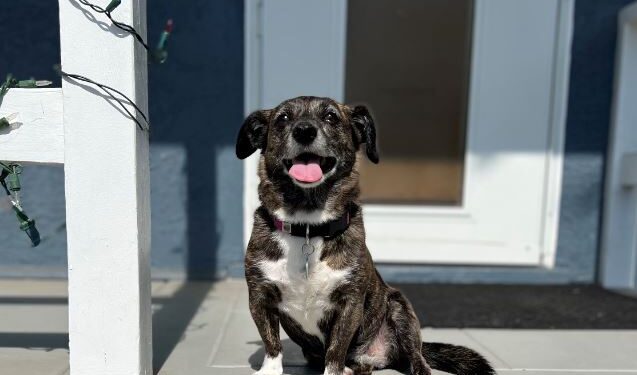 ¿Tu mascota se perdió? San Diego Humane Society ofrece nueva herramienta para localizarlo