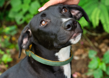 Adopta a un perro