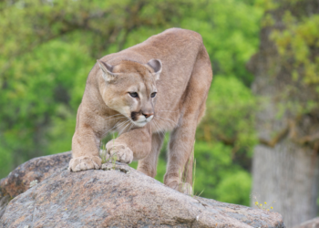 Mountain Lion
