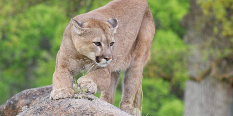Mountain Lion