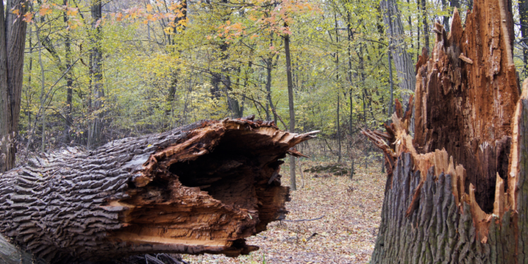 árboles muertos