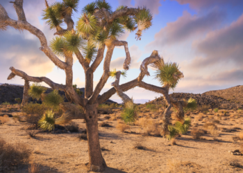 Joshua Tree