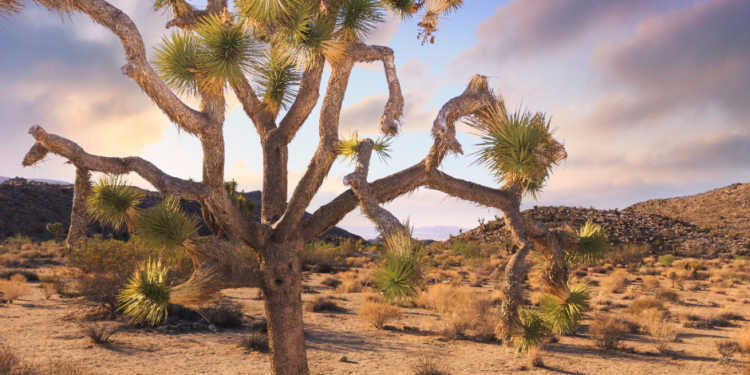Joshua Tree