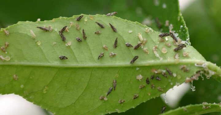 California declara producción de cítricos en cuarentena en Rancho Bernardo