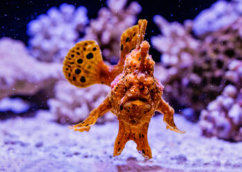 Birch Aquarium cuenta con un nuevo residente, se trata de un pez rana o “pejesapo”