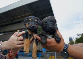 Aseguran venta ilegal de cachorros en Tijuana