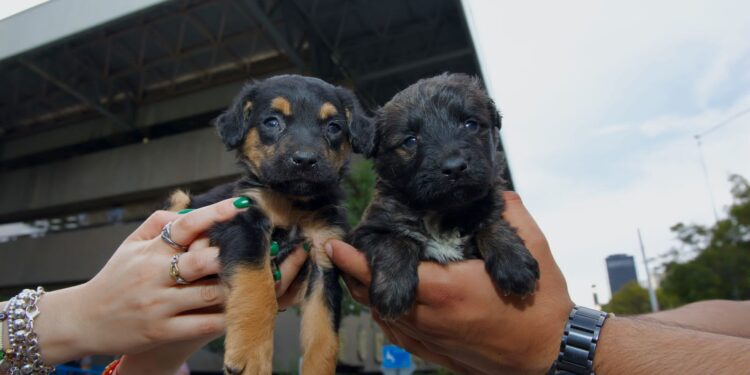 Aseguran venta ilegal de cachorros en Tijuana