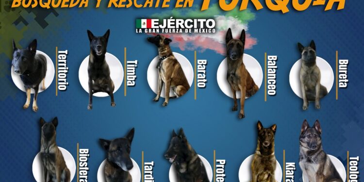estos son los perros de Sedena en Turquía