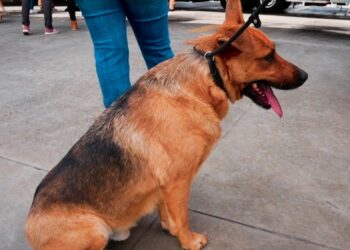 Lanzan campaña en Tijuana en apoyo a perros rescatados de hechos delictivos