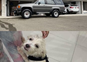 Hikari fue robado en un carro de Tijuana