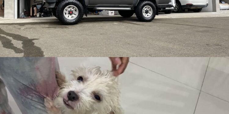 Hikari fue robado en un carro de Tijuana