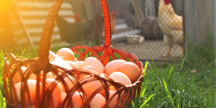 ¿Angustiado por la escasez actual de huevos? Podrías considerar la crianza de gallinas en tu patio trasero