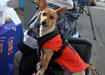 Ayudan a mascotas de homeless en San Diego