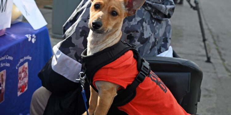Ayudan a mascotas de homeless en San Diego