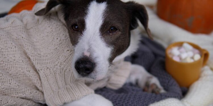 Recomendaciones para proteger a las mascotas en climas fríos y lluviosos