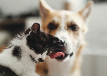 Brinda amor en San Valentín adoptando una mascota