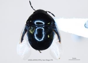 Interceptan plaga nunca antes vista en la nación desde la garita de Otay Mesa