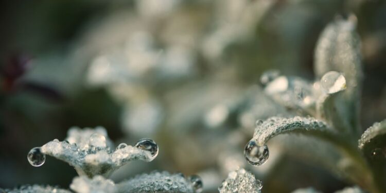 Advertencia de helada para esta noche