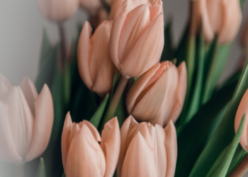 Se acerca San Valentin, conoce qué flores se permiten cruzar desde México a Estados Unidos