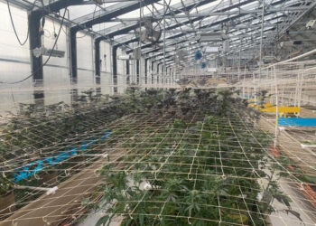 Encuentran un cultivo ilegal de marihuana en Valley Center
