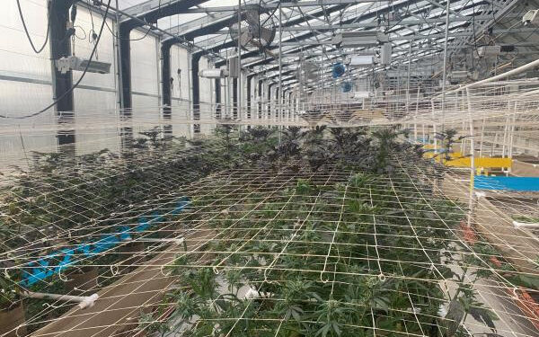 Encuentran un cultivo ilegal de marihuana en Valley Center