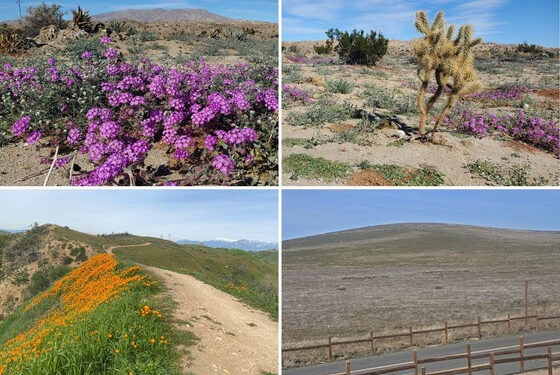 Se acerca la temporada de flores silvestres 2023 en San Diego