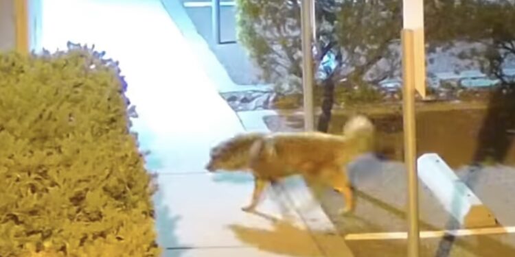 Muere perrito abandonado en San Diego