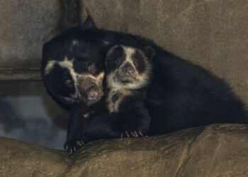 Los osos andinos mellizos nacidos en el Zoológico de San Diego cumplen tres meses