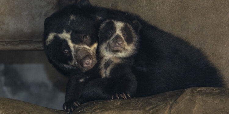 Los osos andinos mellizos nacidos en el Zoológico de San Diego cumplen tres meses