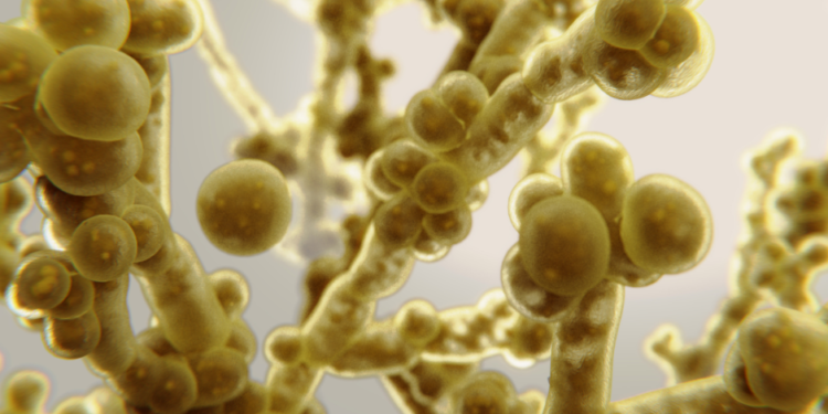 Candida Auris