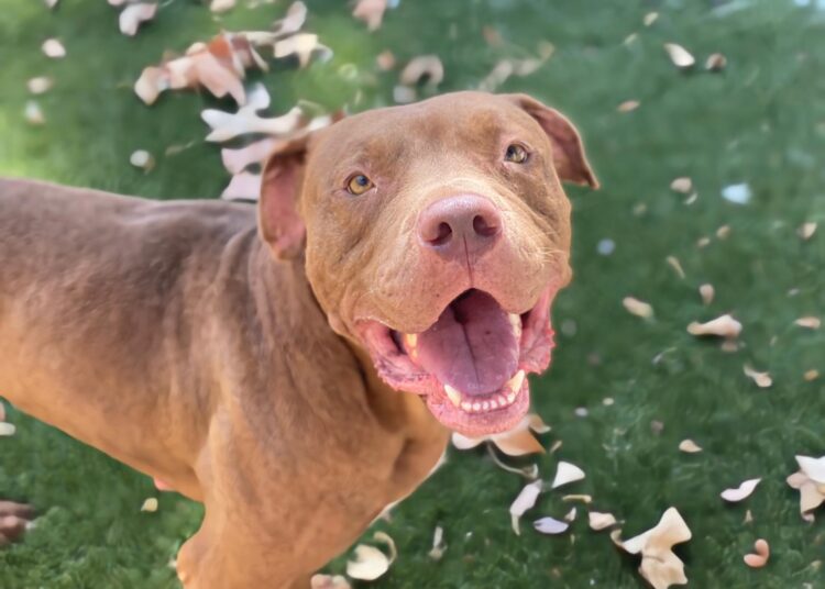 Servicios Animales de Chula Vista