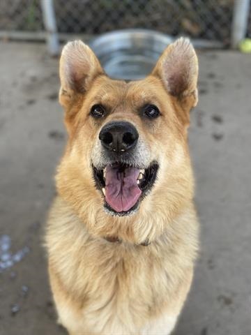 Servicios Animales de Chula Vista