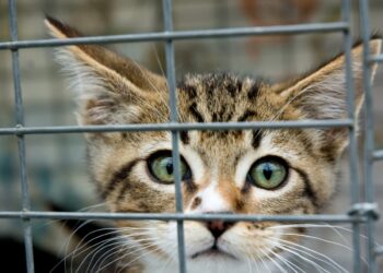 “Be a lucky Charm” regresa este fin de semana con precio especial en adopción de mascotas