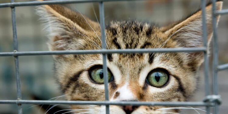 “Be a lucky Charm” regresa este fin de semana con precio especial en adopción de mascotas