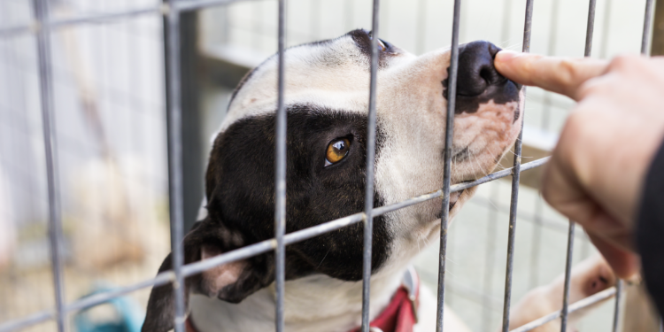 El refugio de animales del condado de San Diego ofrece tarifas de adopción en $20 dólares