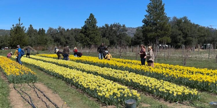 Los narcisos de Julian Farm and Orchard también han comenzado a florecer