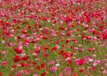 Ya puedes visitar los campos de flores en Carlsbad