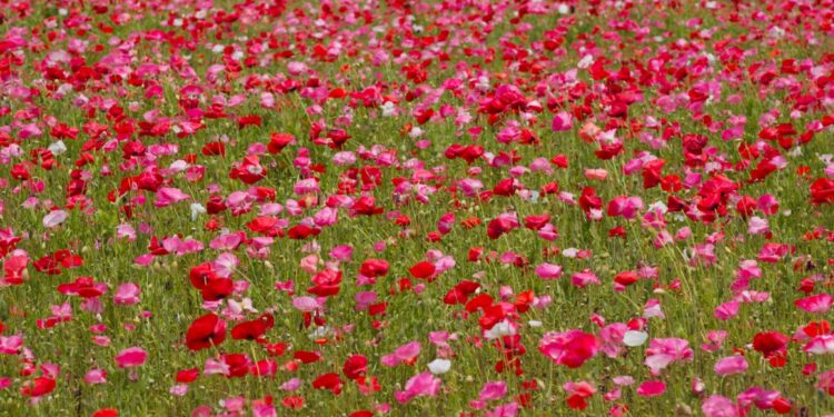 Ya puedes visitar los campos de flores en Carlsbad