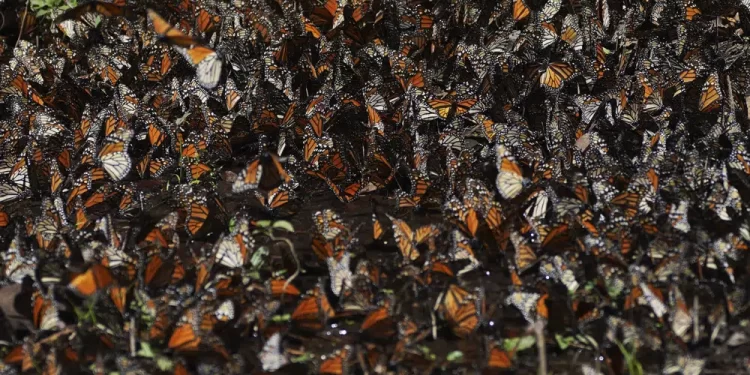 Disminuye número de mariposas monarca que invernan en México
