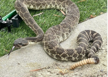 Inicia temporada de serpientes en San Diego