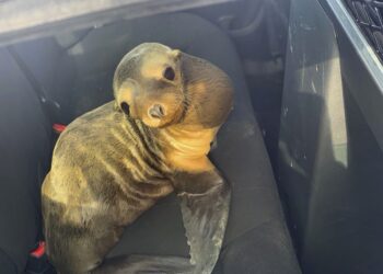 FREEWAY foca marina de Seaworld