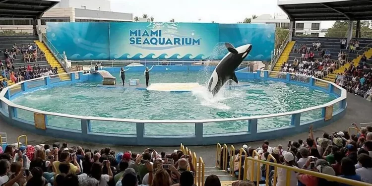 52 años después de su captura, la orca Lolita podría regresar con su madre en el Pacífico