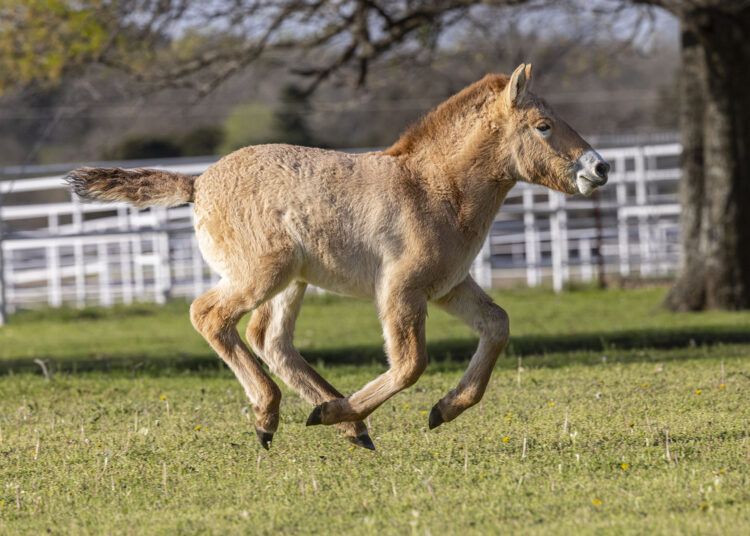 Caballo Clonado Przewalski's