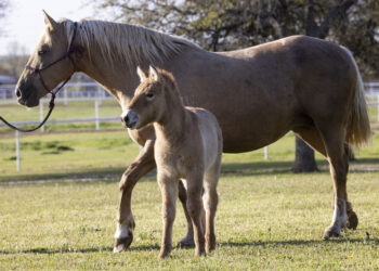 Caballo Clonado Przewalski's