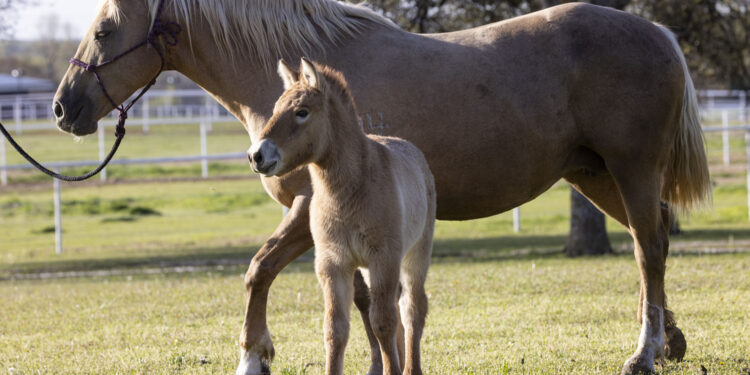 Caballo Clonado Przewalski's