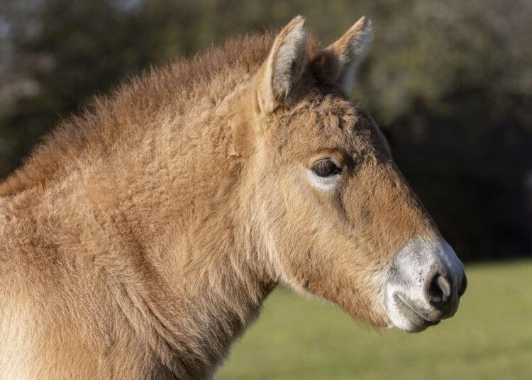 Caballo Clonado Przewalski's