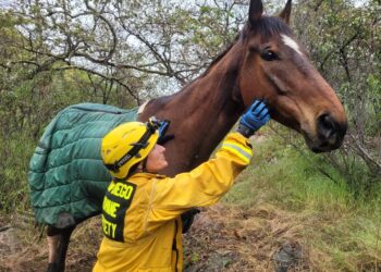 caballo rescatado en Jamul