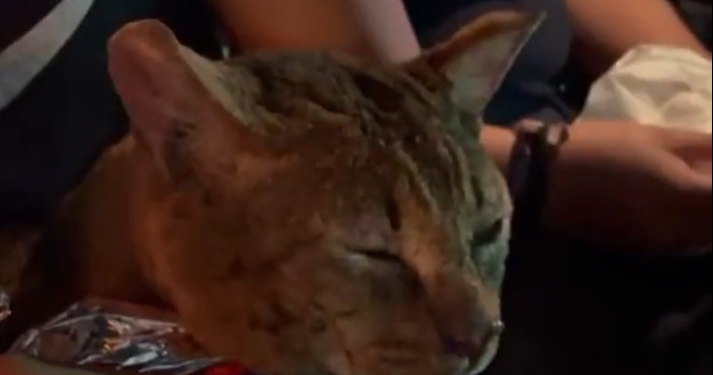 Las Internacionales: Rescatan a gato de voraz incendio en Central de Abastos en CDMX