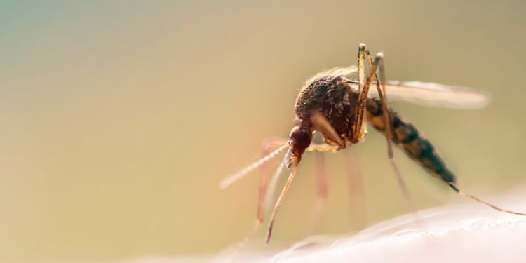 Realizarán tratamiento aéreo con insecticida en el Condado de San Diego