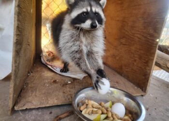 Más de 130 animales viven en el Parque Morelos
